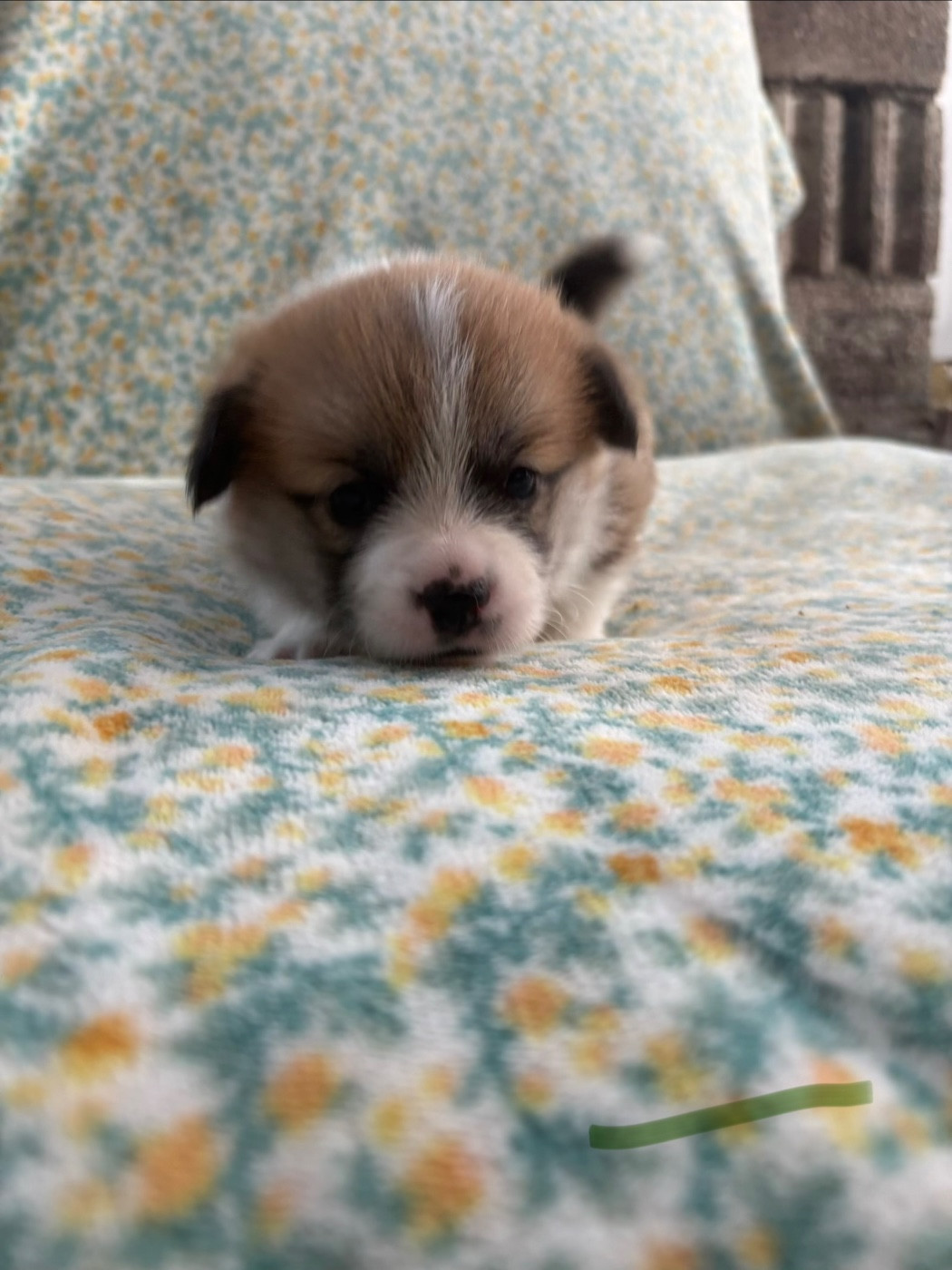 Amandine Lubin - Chiots disponibles - Welsh Corgi Pembroke