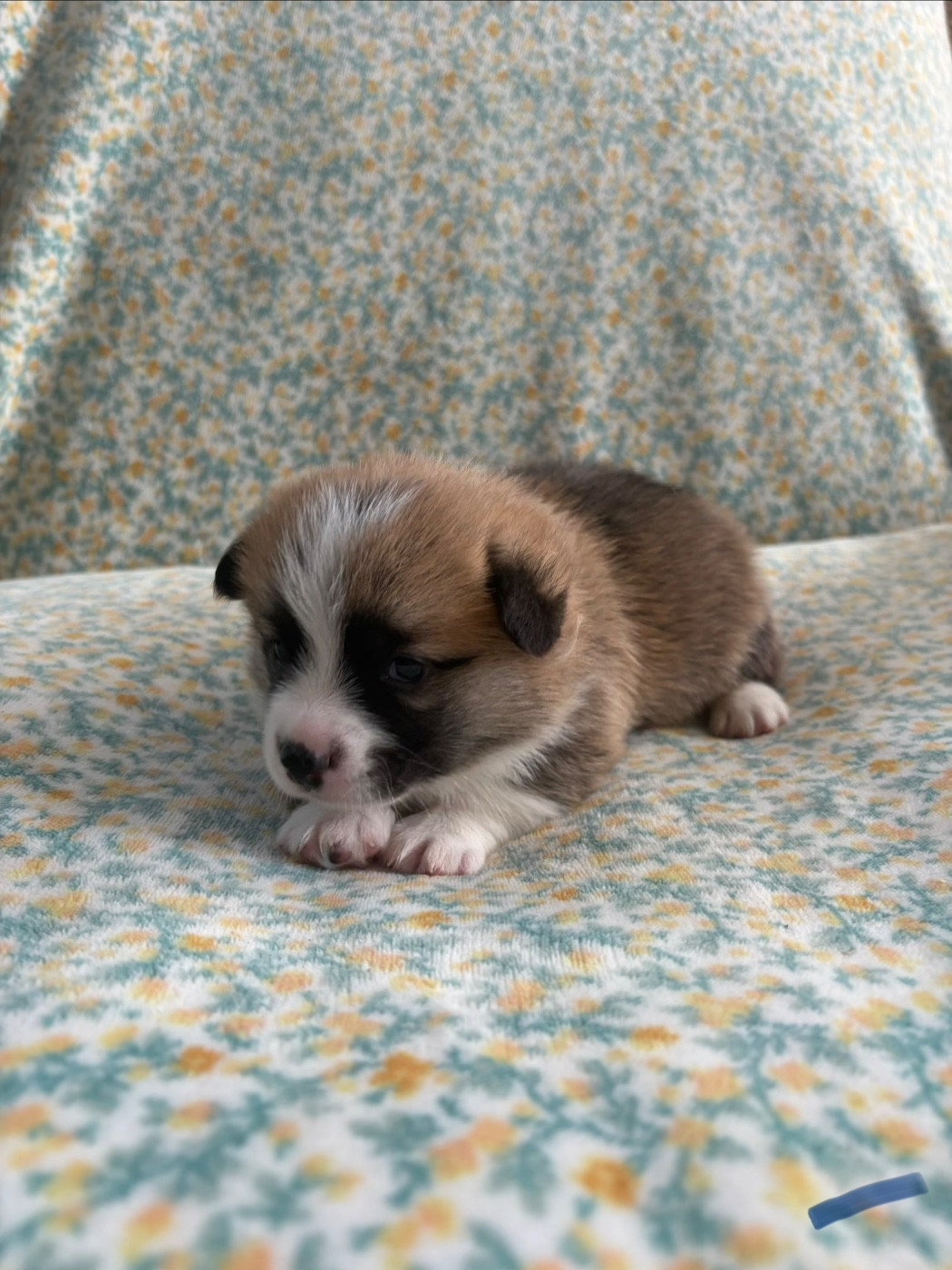 Amandine Lubin - Chiots disponibles - Welsh Corgi Pembroke