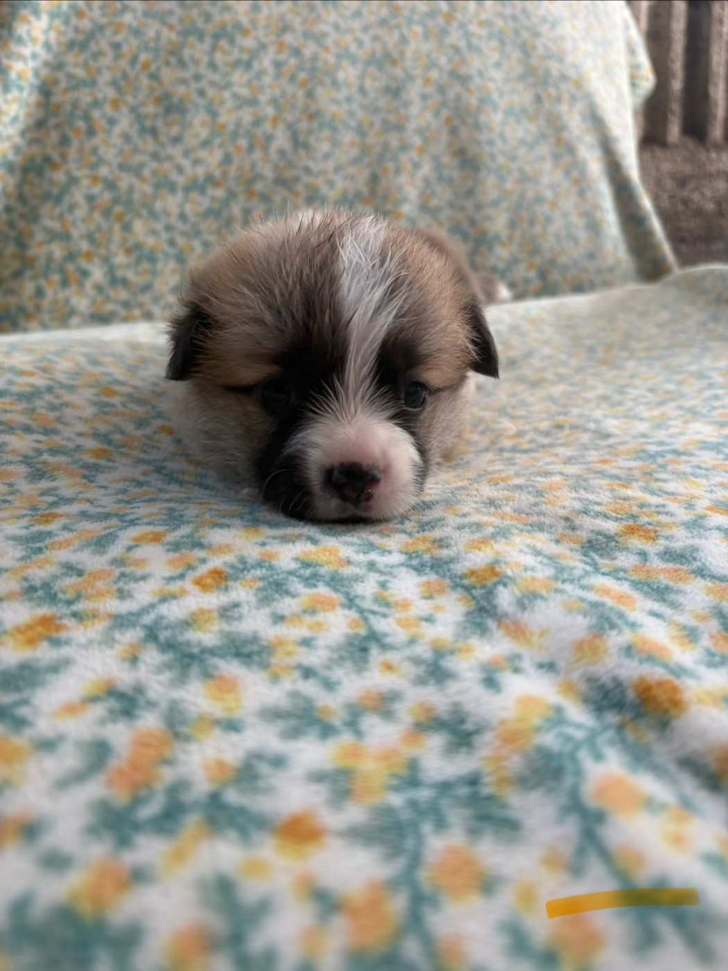 Amandine Lubin - Chiots disponibles - Welsh Corgi Pembroke