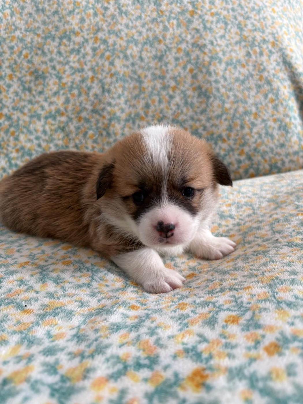 Amandine Lubin - Chiots disponibles - Welsh Corgi Pembroke