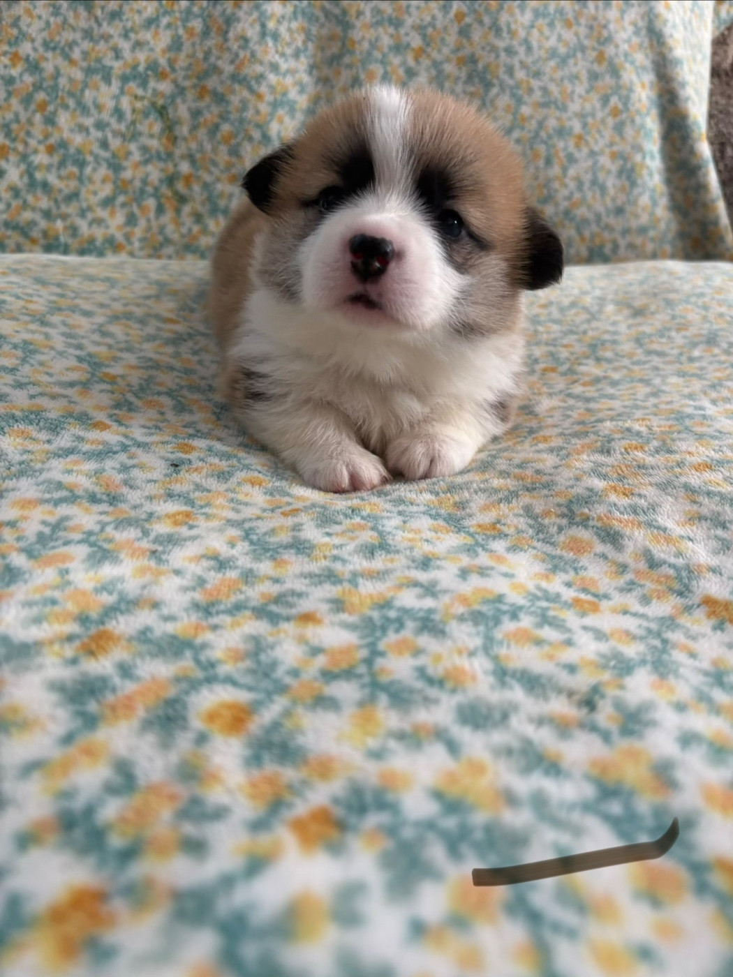 Amandine Lubin - Chiots disponibles - Welsh Corgi Pembroke