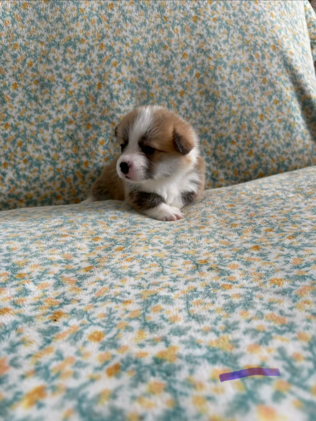Amandine Lubin - Chiots disponibles - Welsh Corgi Pembroke
