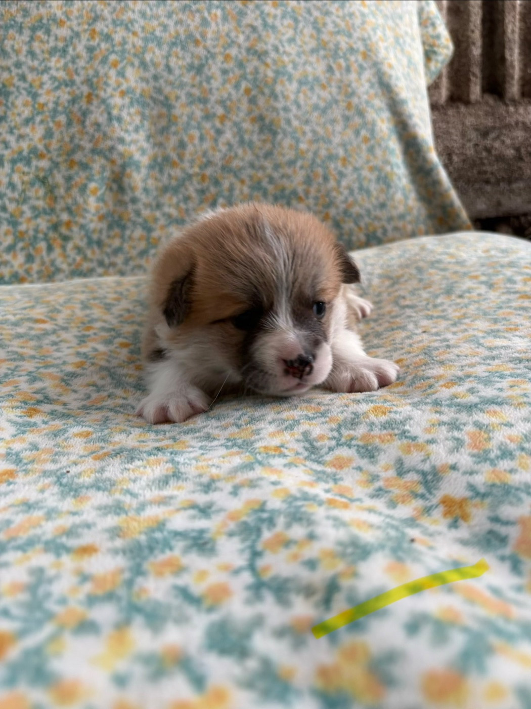 Amandine Lubin - Chiots disponibles - Welsh Corgi Pembroke
