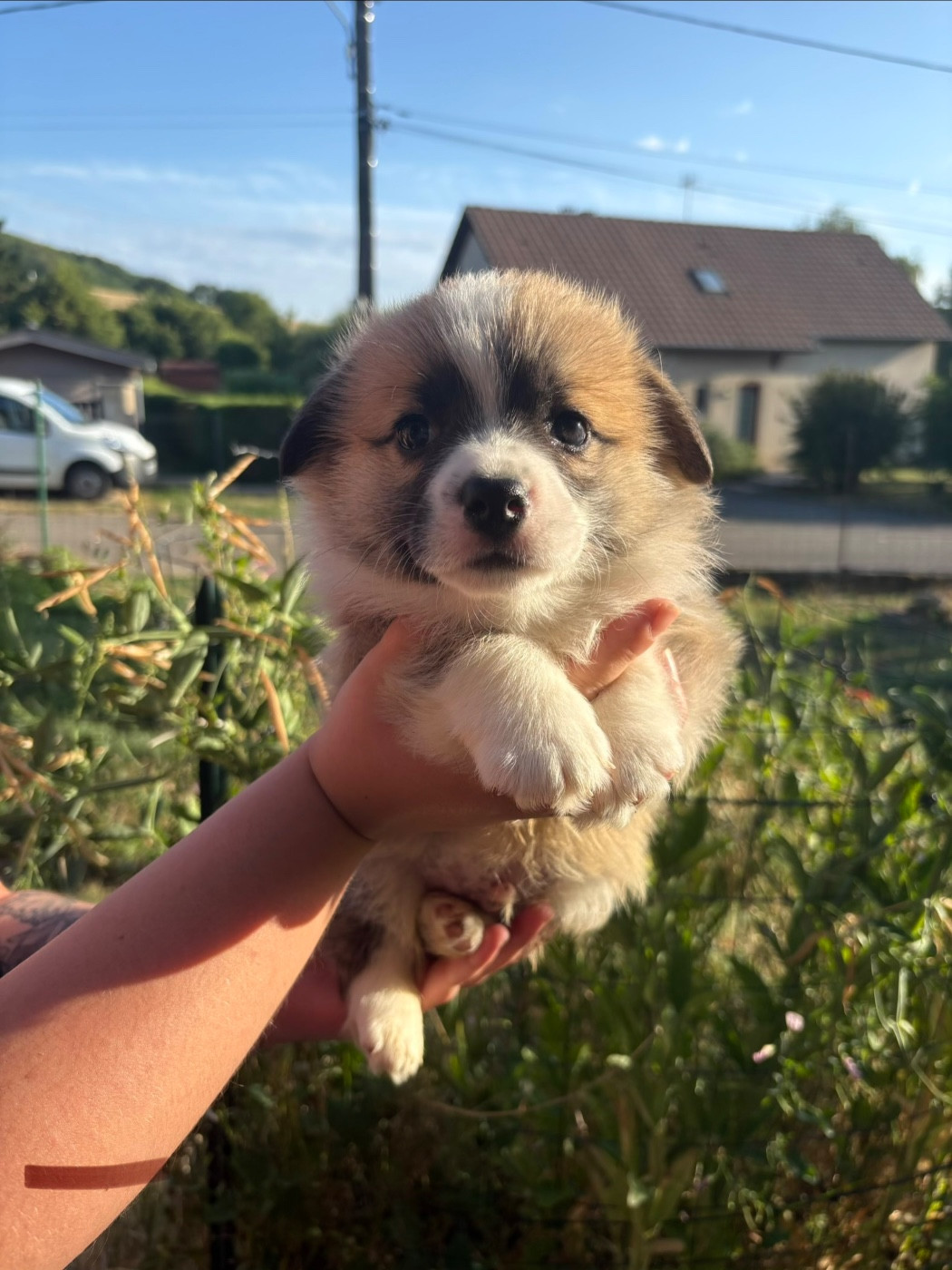 Amandine Lubin - Chiots disponibles - Welsh Corgi Pembroke