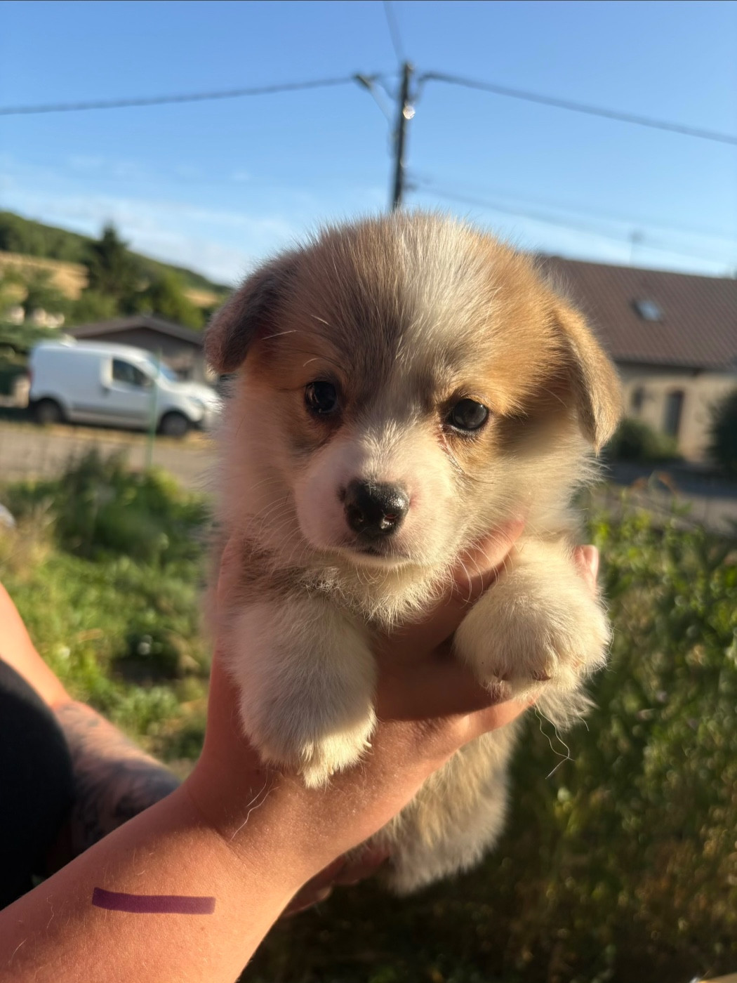 Amandine Lubin - Chiots disponibles - Welsh Corgi Pembroke